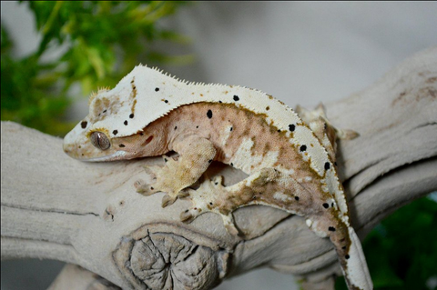 Honey Oat, a breeding adult at Steel City Scales