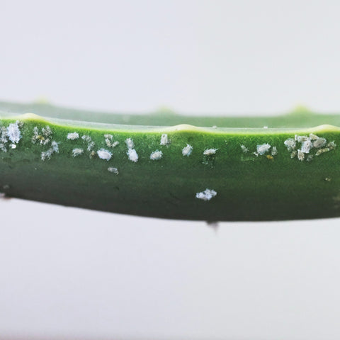 mealybugs on an aloe leaf