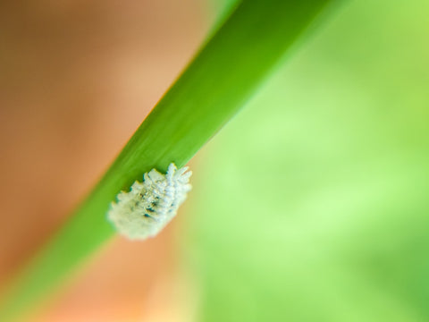 a close up of a mealybug