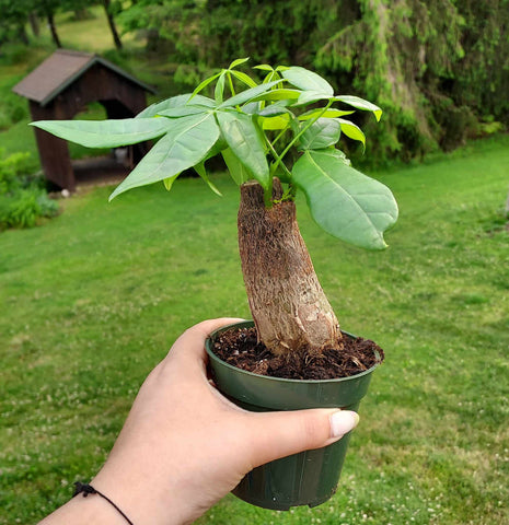 A hand holding a money tree stump