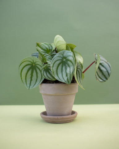 A watermelon peperomia in a grey pot with a sage green background