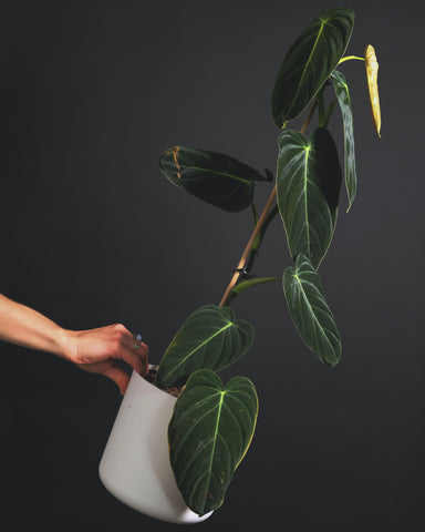 A hand holding Philodendron melanochrysum in a white pot with a black background