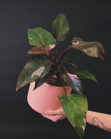 A hand holding a philodendron pink princess in a pink pot with black background