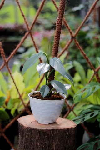 A philodendron silver sword with a pole for support