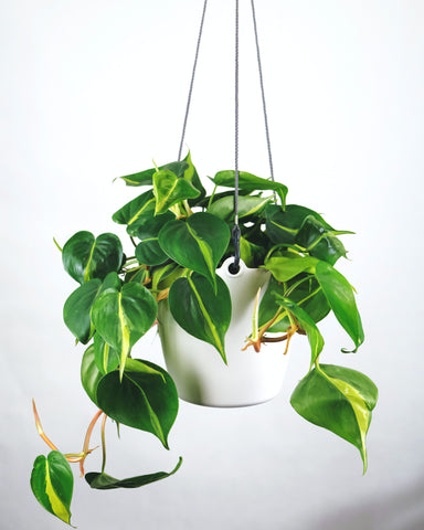 Philodendron Brasil in a hanging basket.