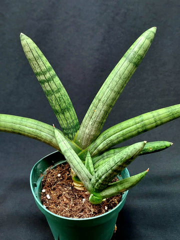 A starfish snake plant with a small pup