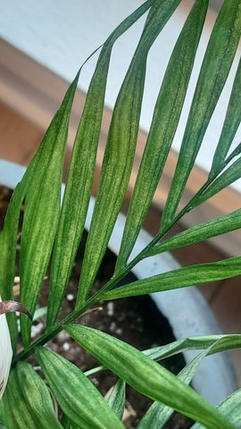 A parlor palm frond with severe spider mite damage
