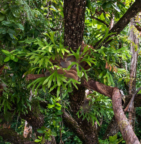 A large clump of staghorn ferns on a tree in the wild