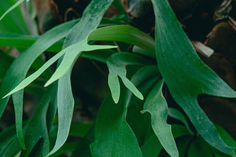 A close up of the blue-ish fertile fronds of a staghorn fern