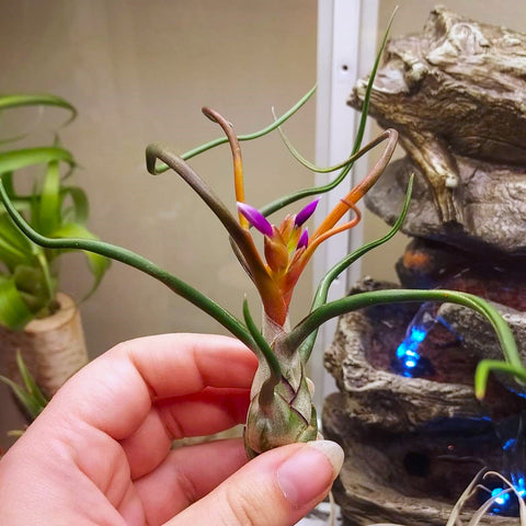 A hand holding Tillandsia bulbosa in flower. The plant is blushing bright red at the top and purple flowers are emerging