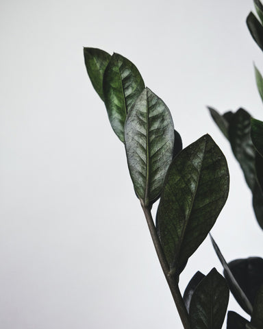 Close up of the black leaves of a ZZ raven plant