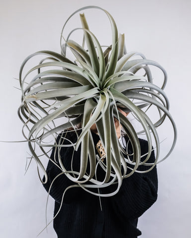 A huge air plant