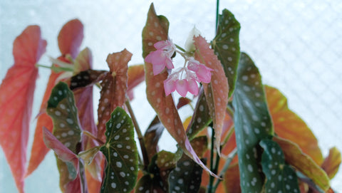 A close up of a polka dot begonia