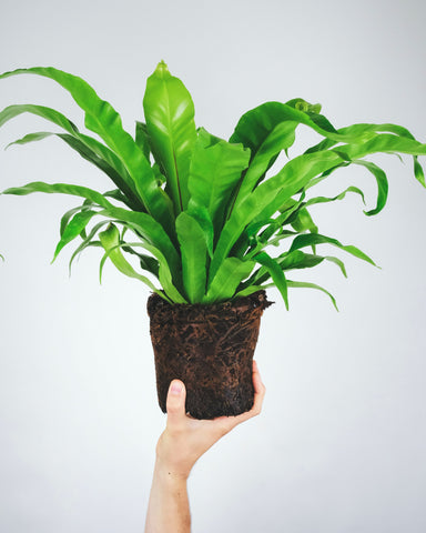 a hand holding a birds nest fern without a pot. healthy roots can be seen