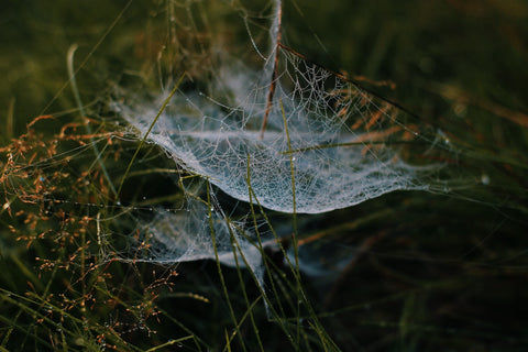 A cobweb with dew, hung between blades of grass