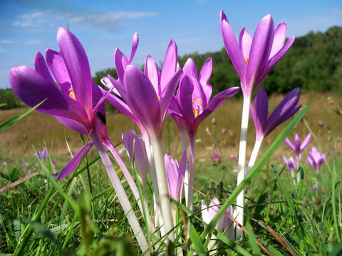 A ground-level shot of Colchicum autumnale. Green grass surrounds light purple, crocus shaped flowers supported on white peduncles (flower stalks)