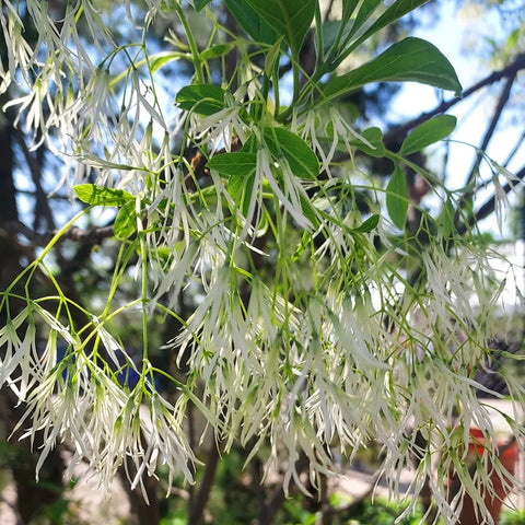 Fringe tree flowers