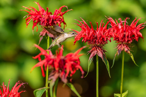 A hummingbird visiting a scarlet bee balm flower.