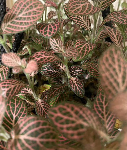 a close up of nerve plant leaves
