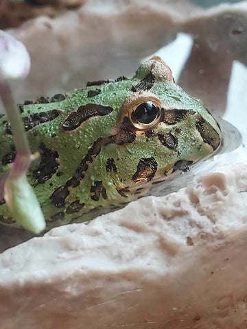 A close up of a green pacman frog bathing in his water dish