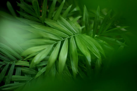 A close up of the fronds of a parlor palm