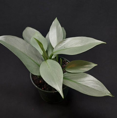 A philodendron silver sword standing out on a black background