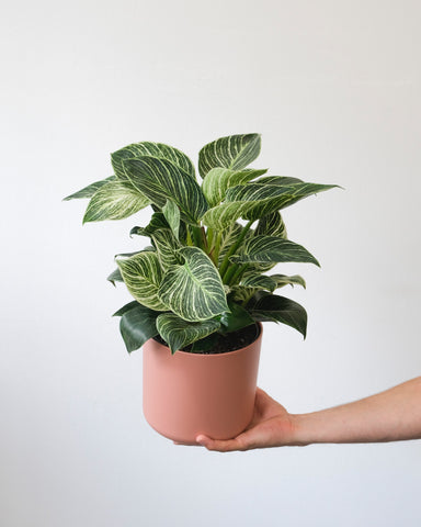 Philodendron Birkin in a pink pot