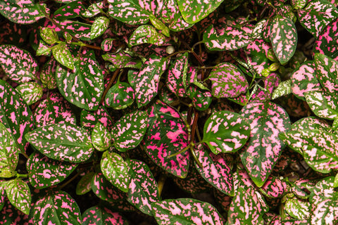 a close up of polka dot plant leaves