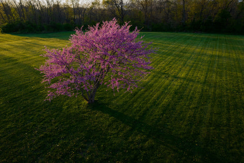 an aerial view of a redbud tree in a mowed field in bloom