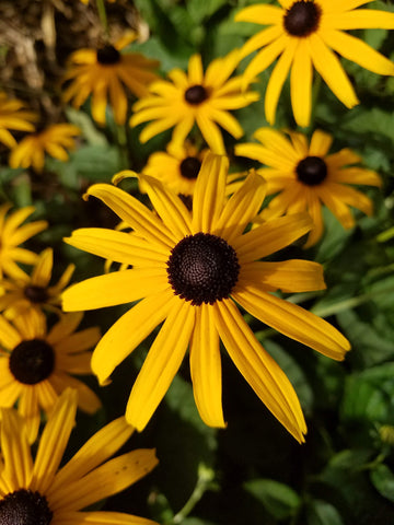 a close up of a black eyed susan flower. Other flowers of the same plant can be seen in the background
