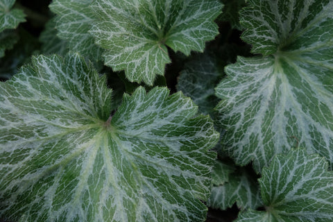 a close up of strawberry begonia leaves