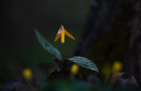 A Yellow trout lily growing at the base of a tree