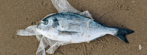 Plastic waste in oceans is a hazard to marine life