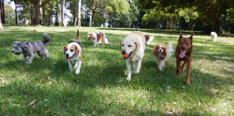 Dogs in a park