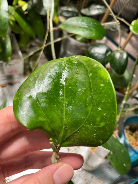 Hoya Loyceandrewsiana Fresh Cut Unrooted Plants Wake You Up 3813