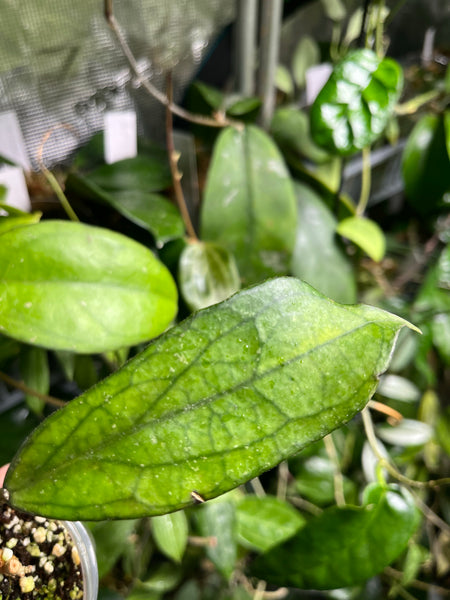 Hoya sp da lat round leaf - fresh cut - 1 node/ 1 leaf - Unrooted