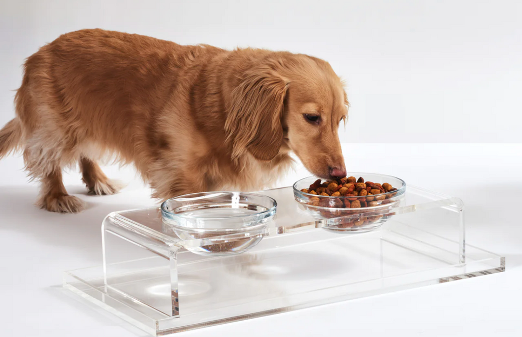 An elevated large dog bowl makes meals easier, safer for big dogs