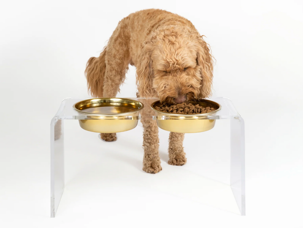 An elevated large dog bowl makes meals easier, safer for big dogs