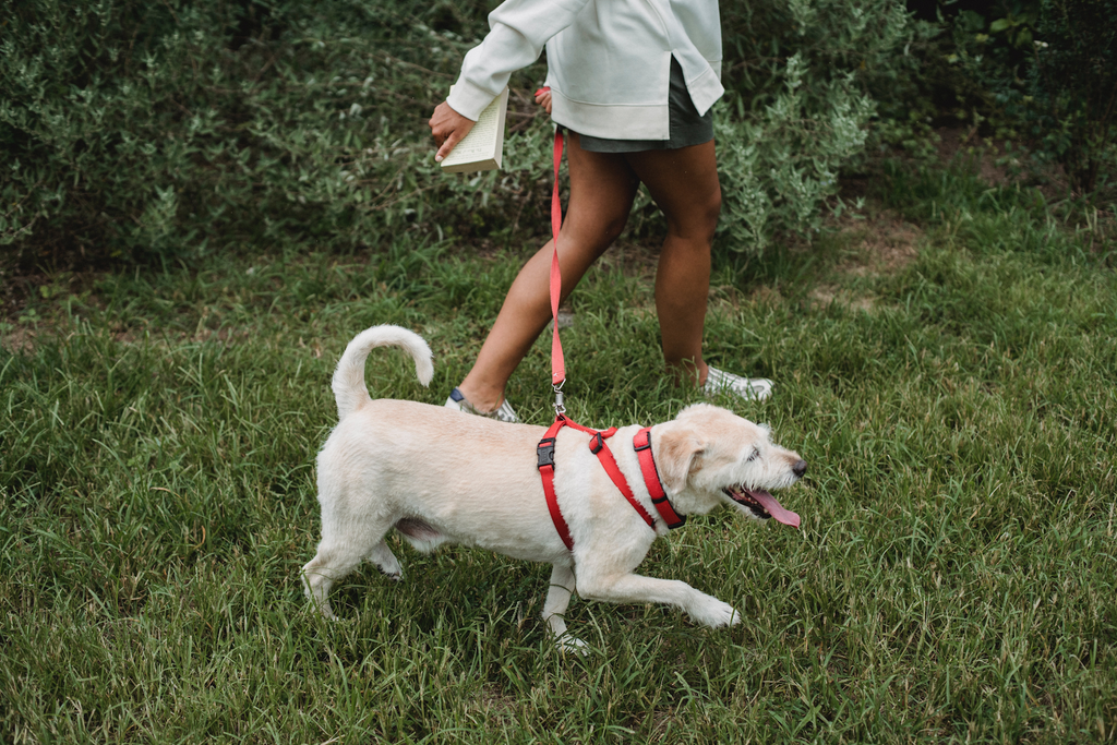 Pick The Right Leash and Collar For Your Pup