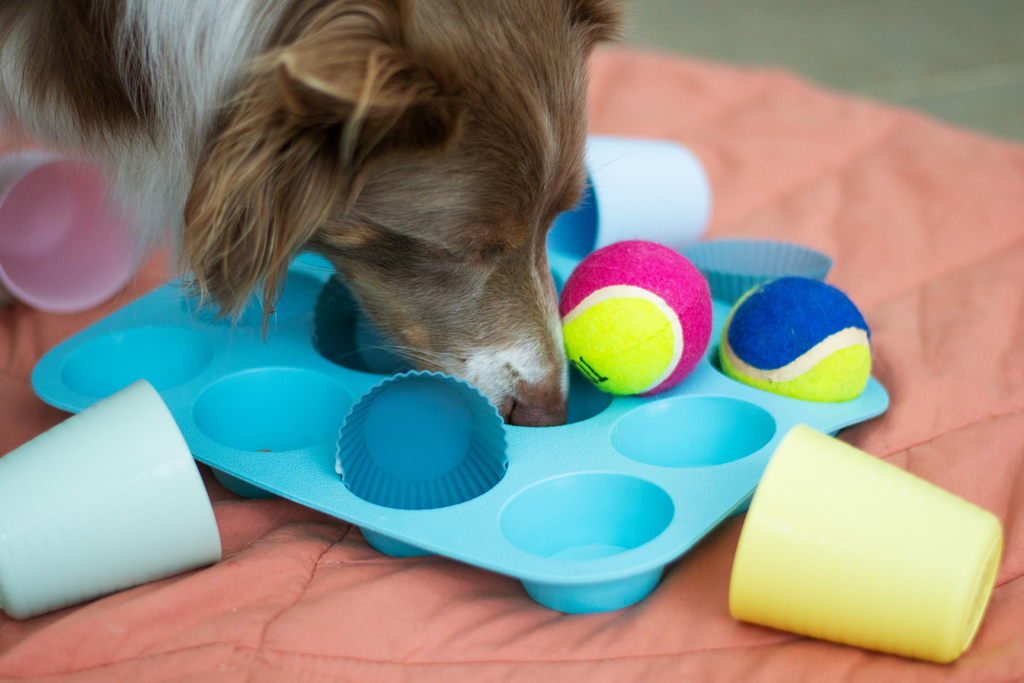 The Myriad Benefits of Dog Food Puzzle Bowls