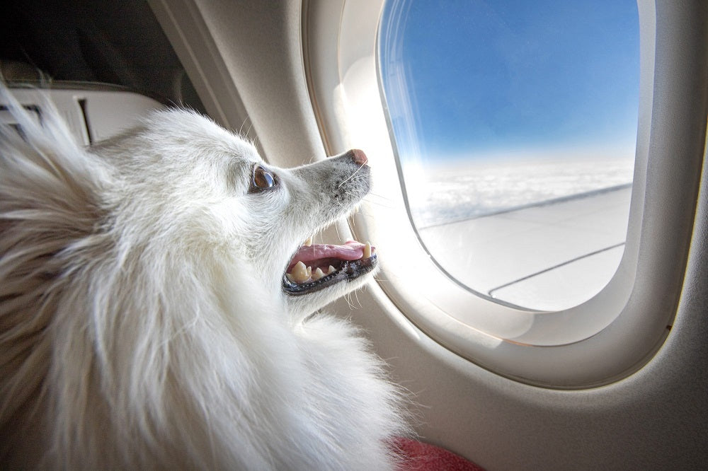 Traveling With Your Dog on an Airplane