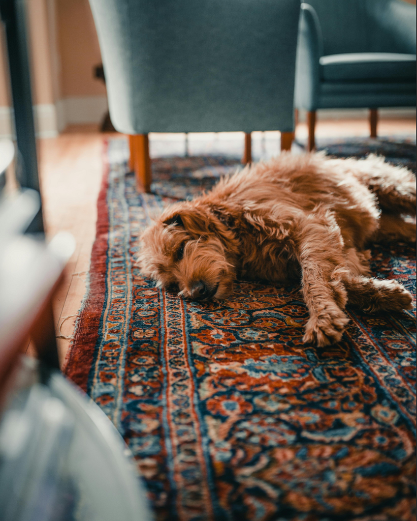 a brown dog sleeping on the floor