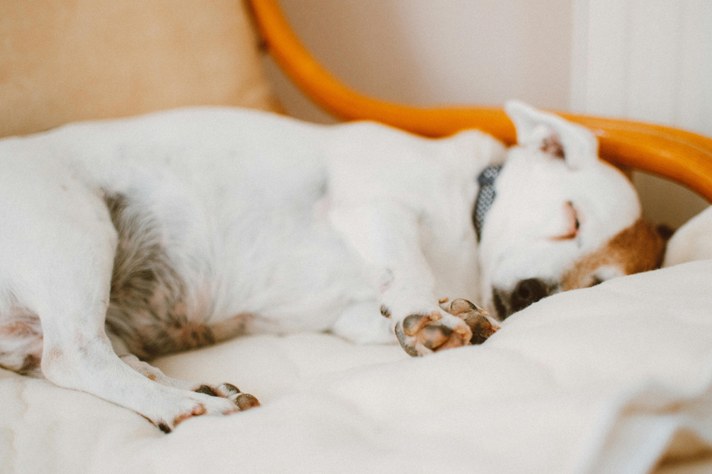 peacefully sleeping dog with normal behavior