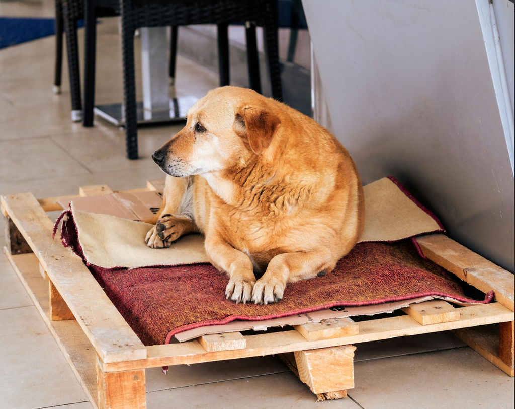 a dog is resting in his spot made of palettes