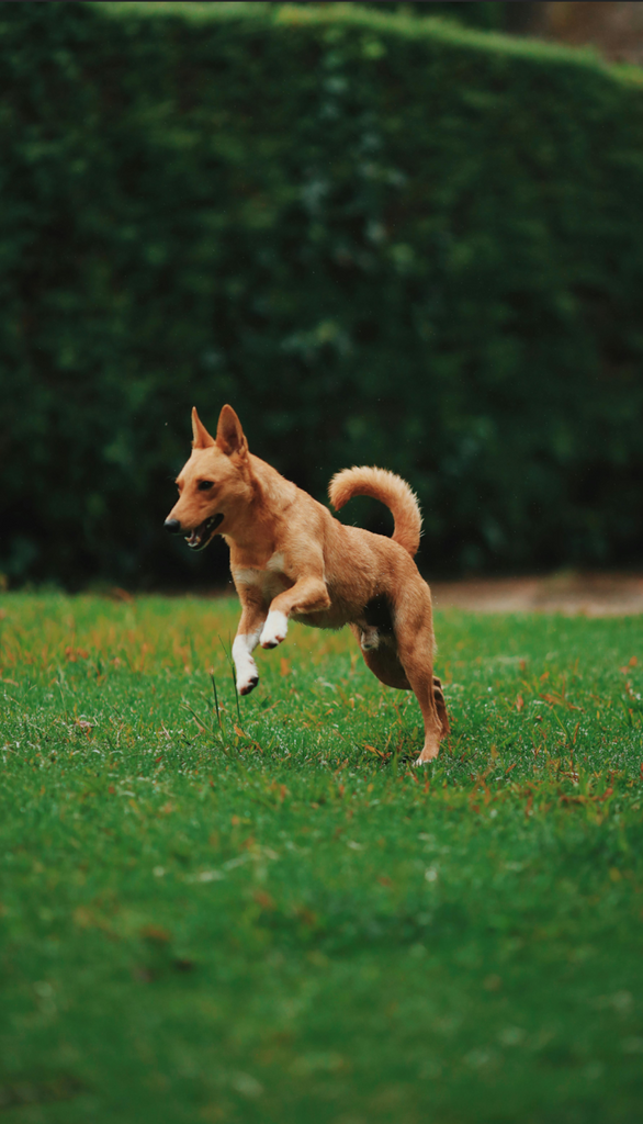 daily exercise is crucial to your dog's mental and physical health