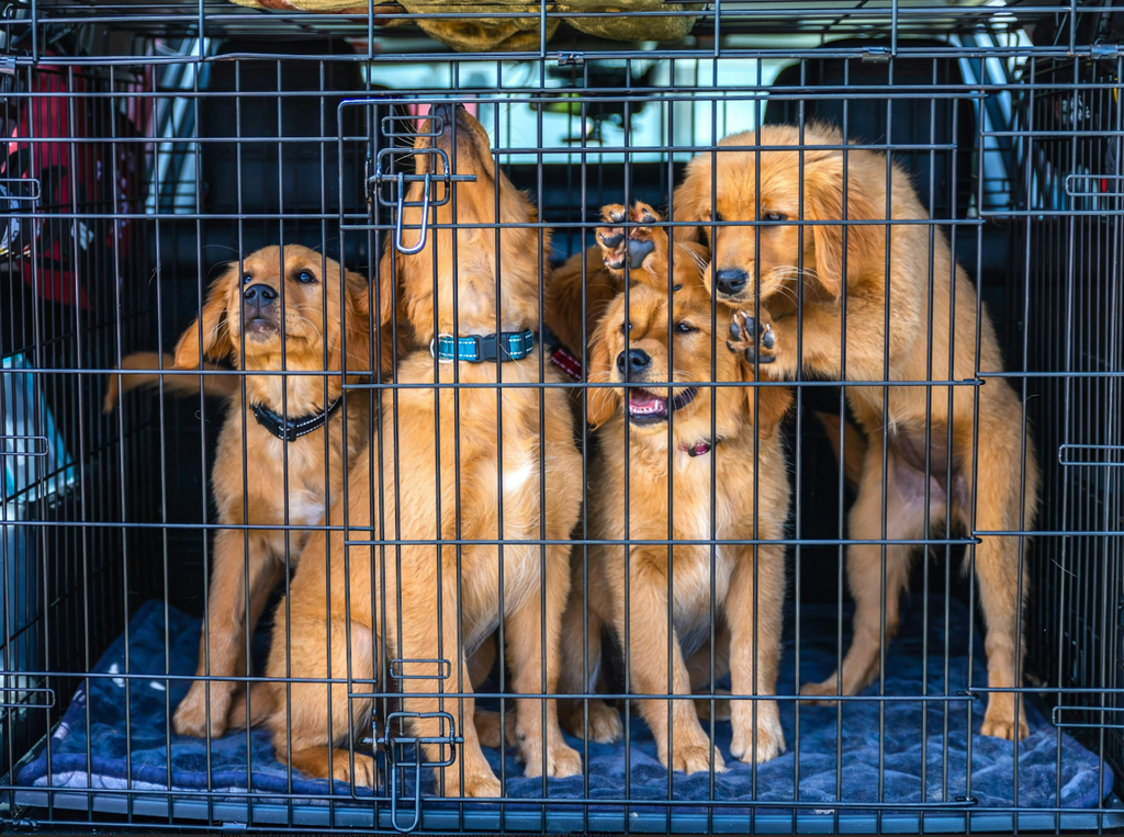 golden retriever puppies in a crate
