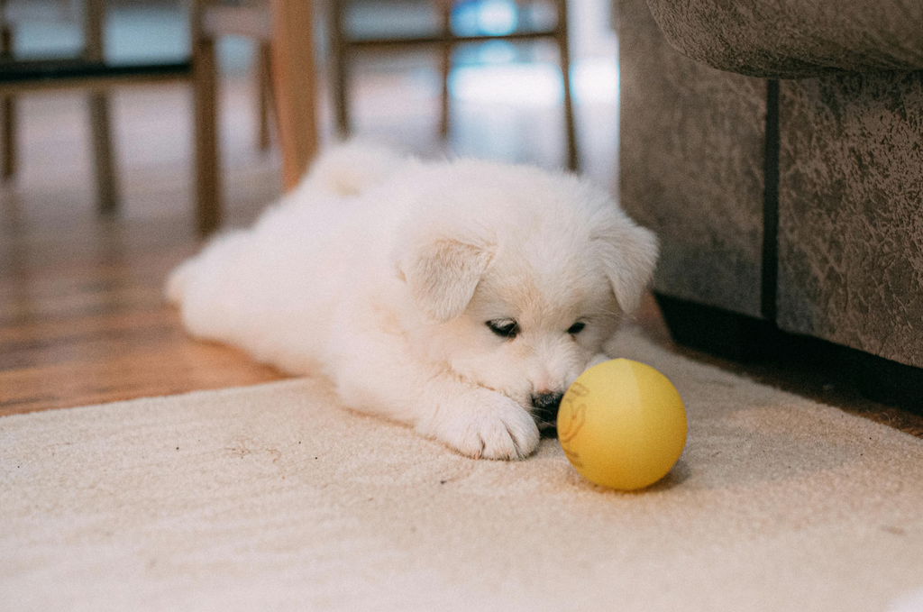 a puppy gets really lonely when he is left alone in the house