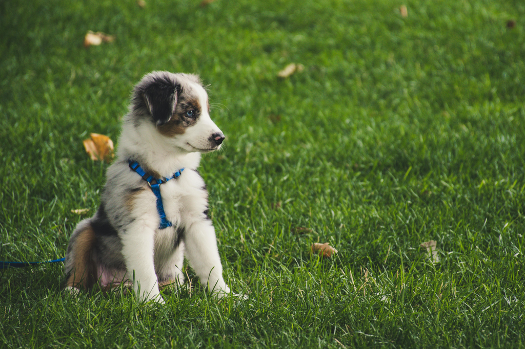 a puppy sitting in a green grass field