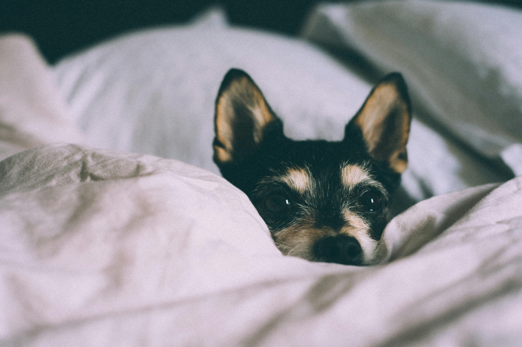 a puppy snuggled in a bed