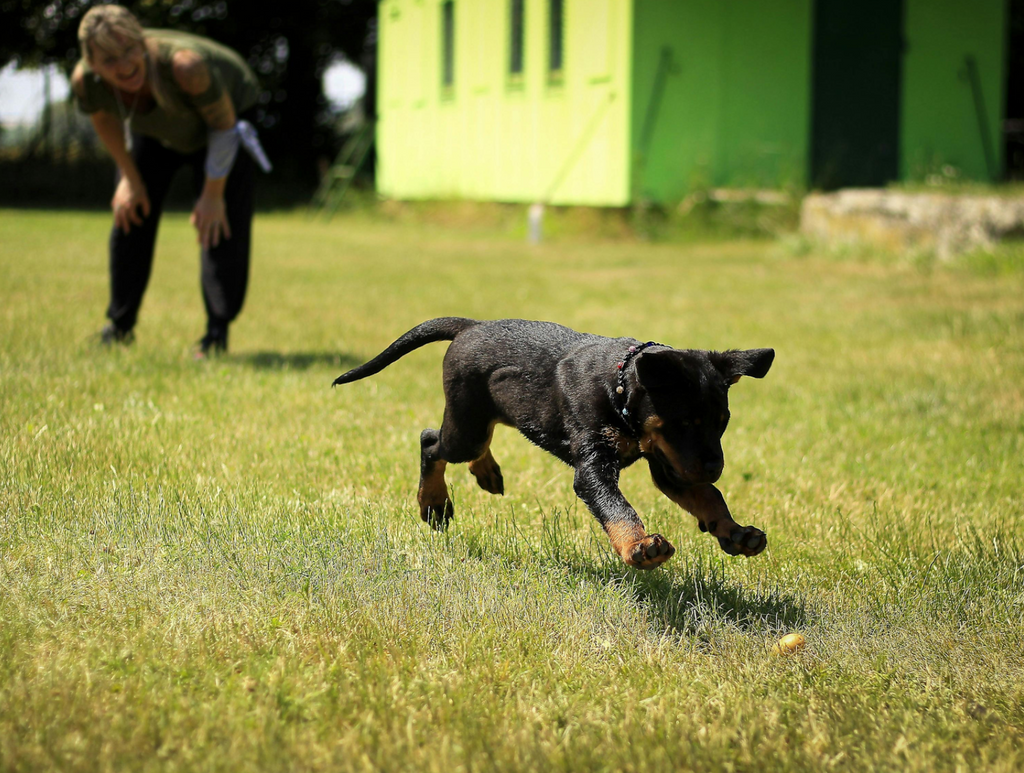 dog walkers can help look after your dog when you are at work